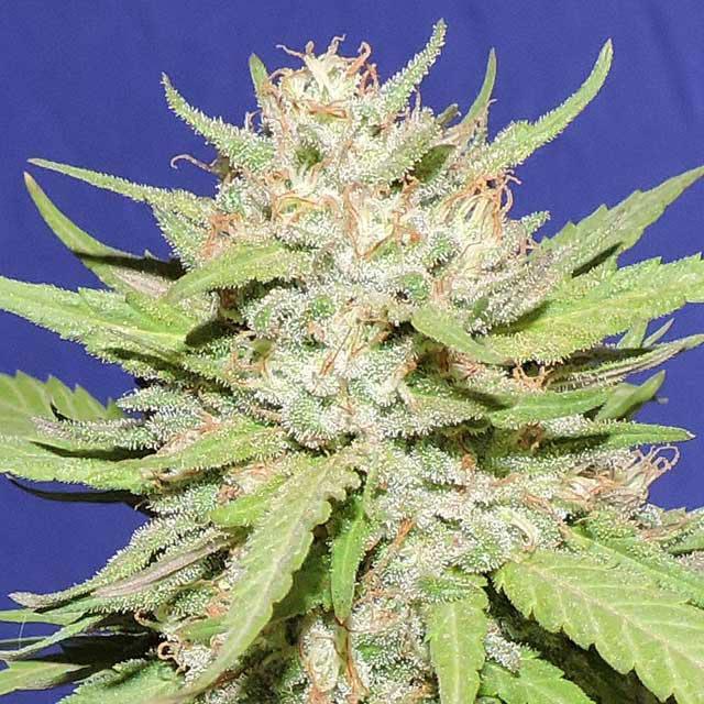 Stardawg Air Whole Flower