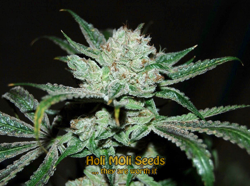 white fire alien kush cannabis pics