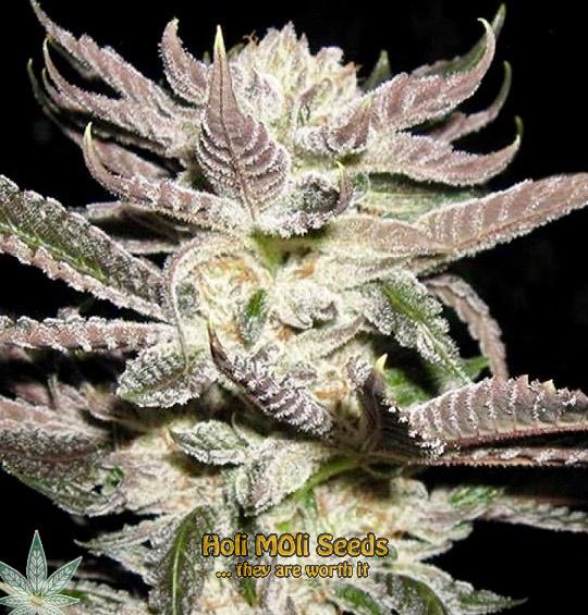 white fire alien kush cannabis pics