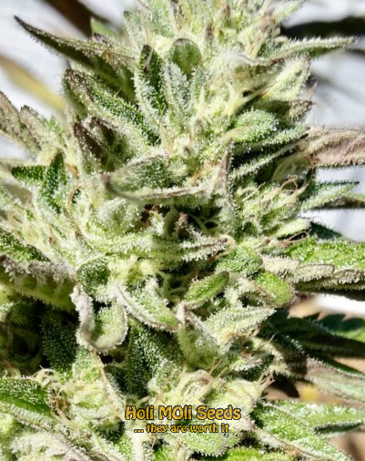 white fire alien kush cannabis pics