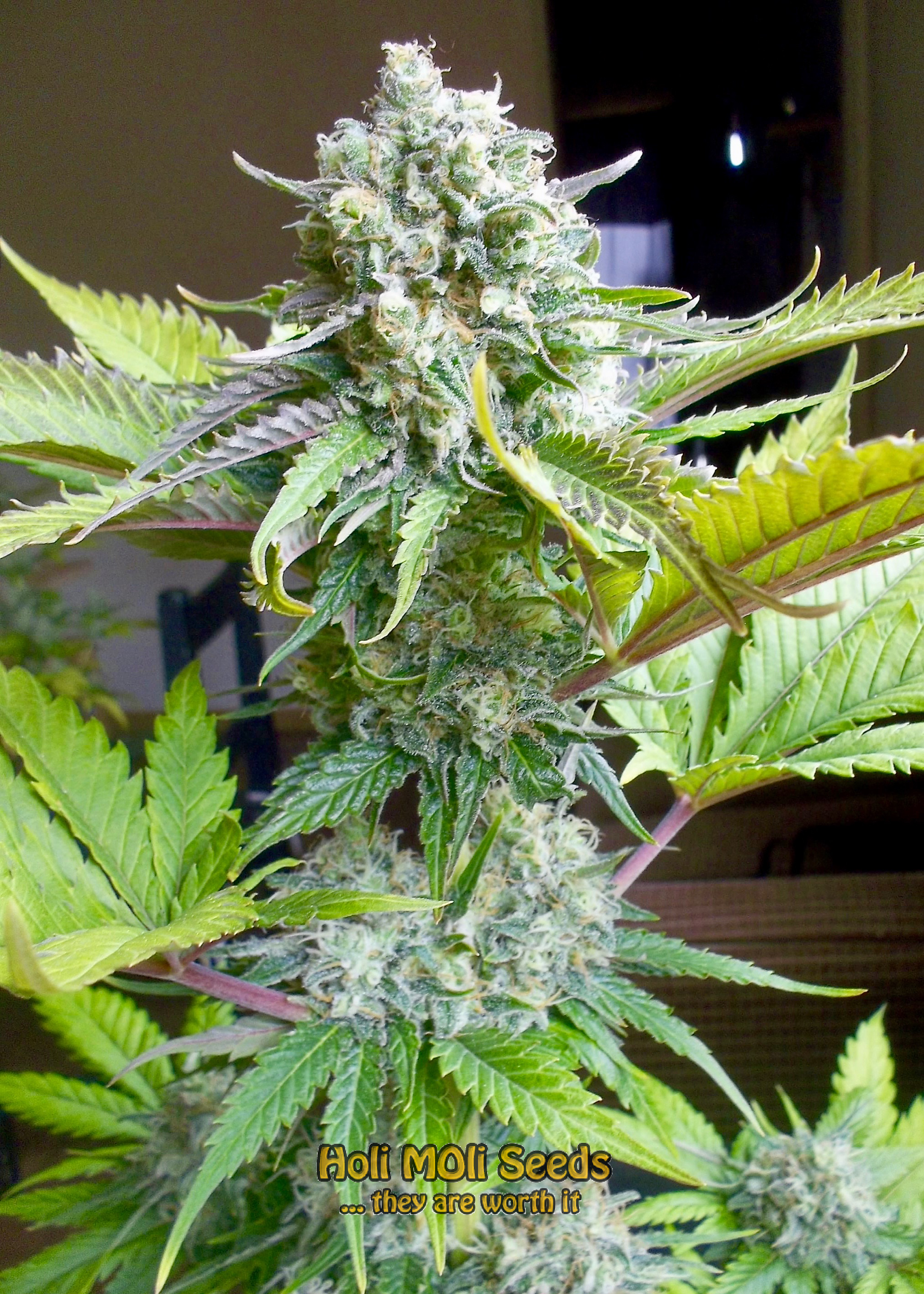 white fire alien kush cannabis pics