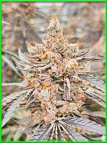 white fire alien kush cannabis pics