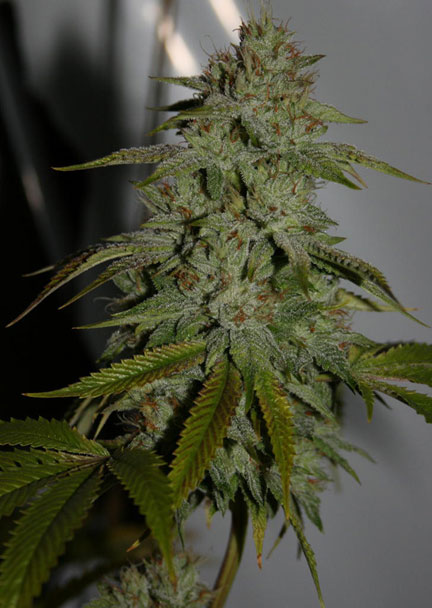 white fire kush cannabis pics