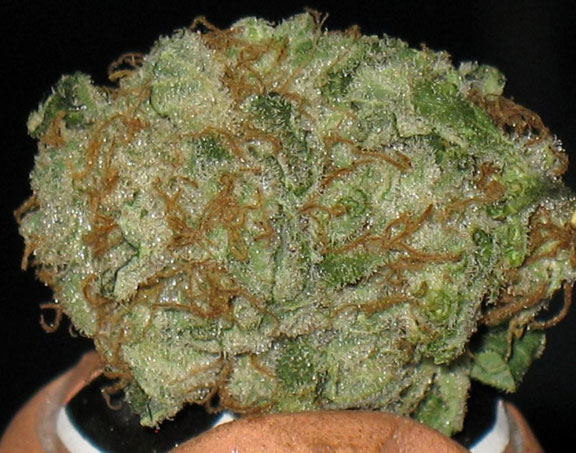 white fire kush cannabis pics