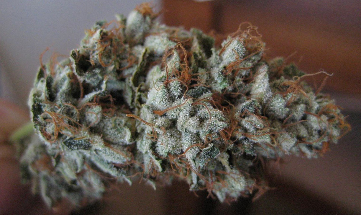 white fire kush cannabis pics