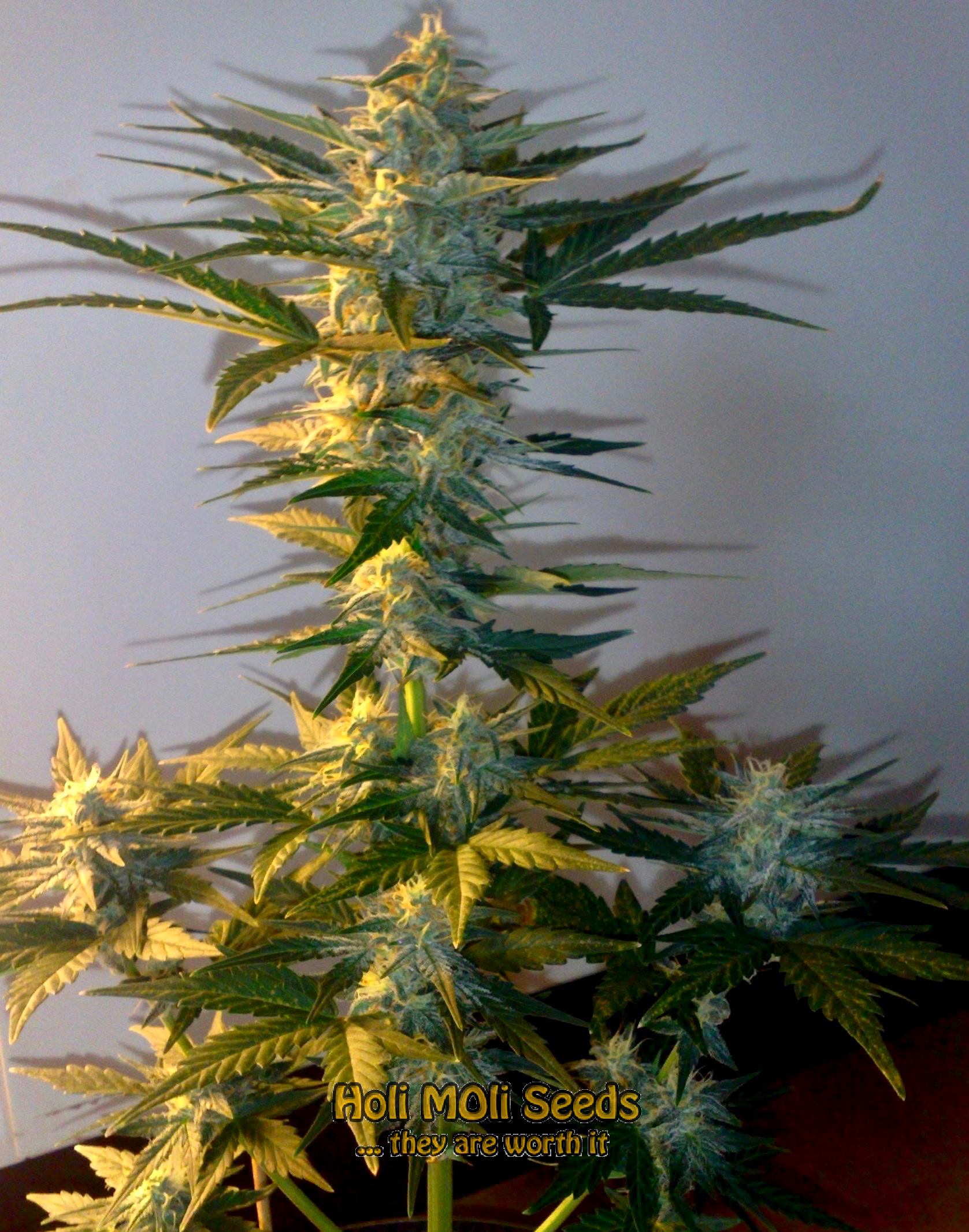 white fire og cannabis pics