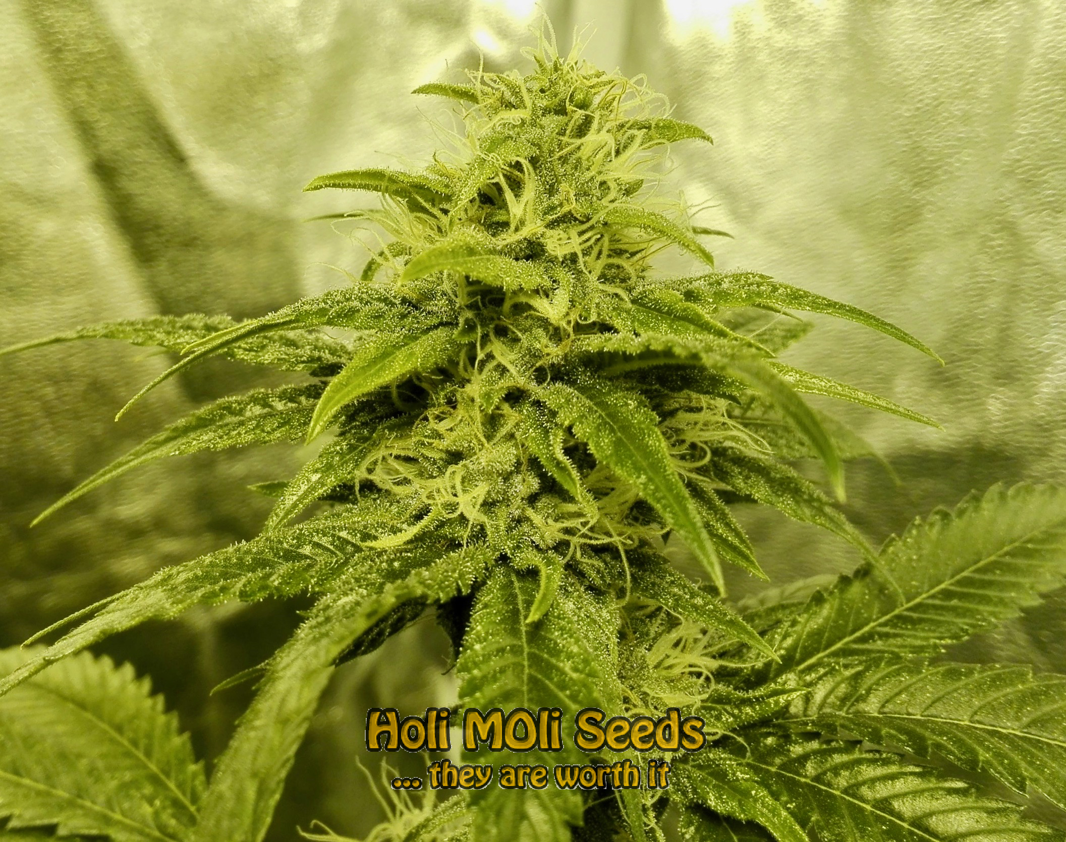 white fire og cannabis pics