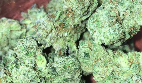 white gorrilla Marijuana Pics