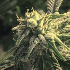 white gorrilla Marijuana Pics