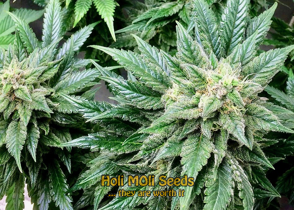 white og kush cannabis pics