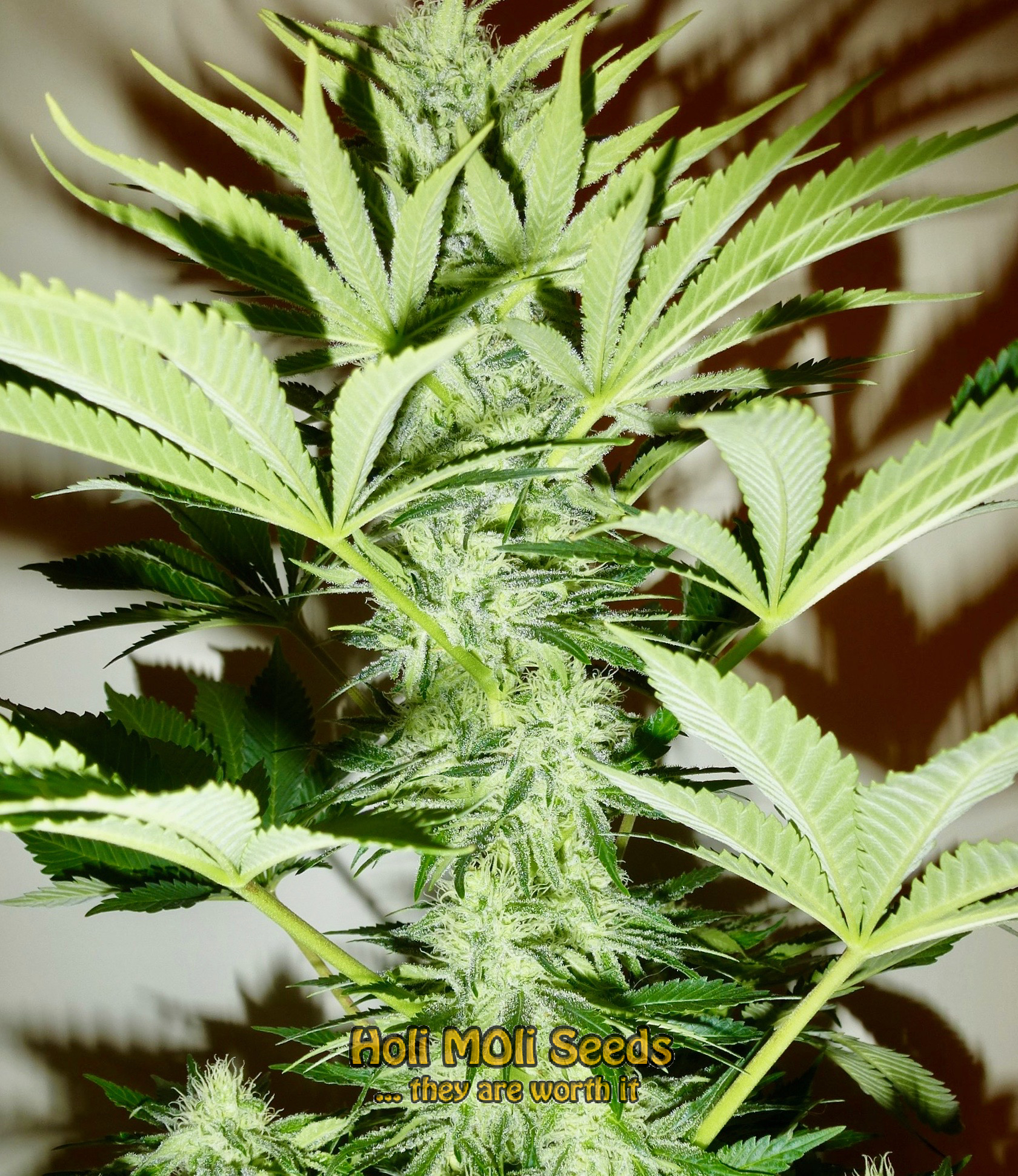 white og kush cannabis pics