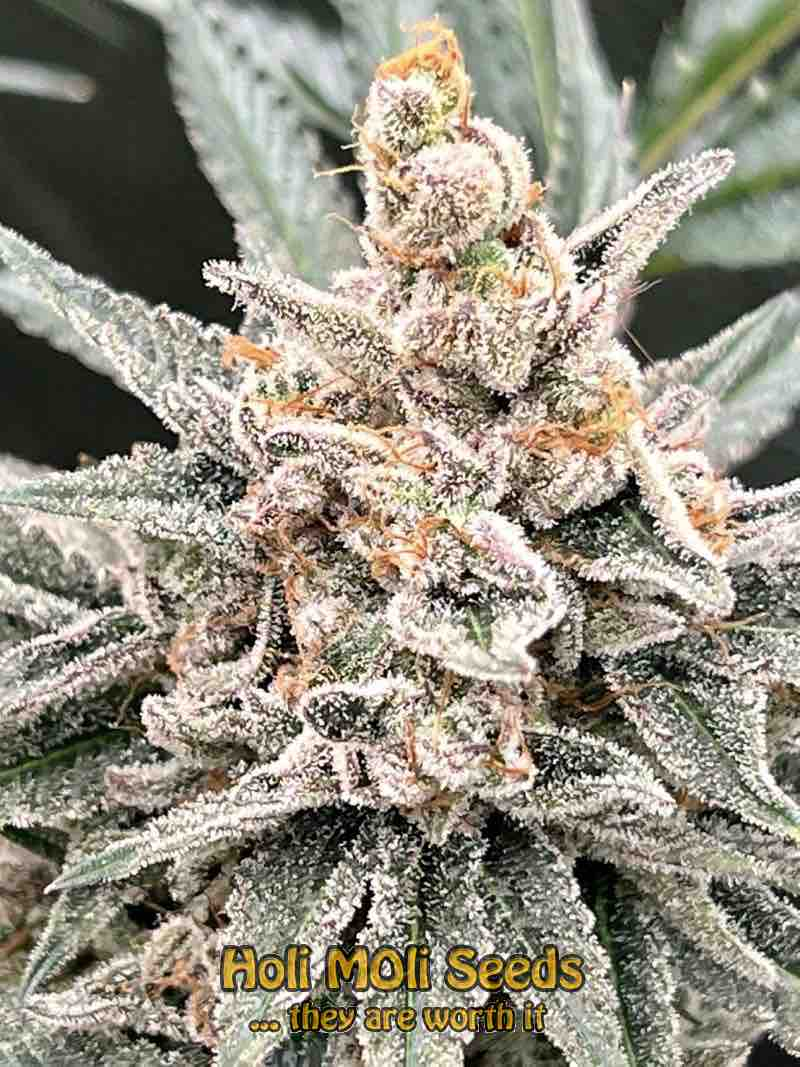 white rhino cannabis pics