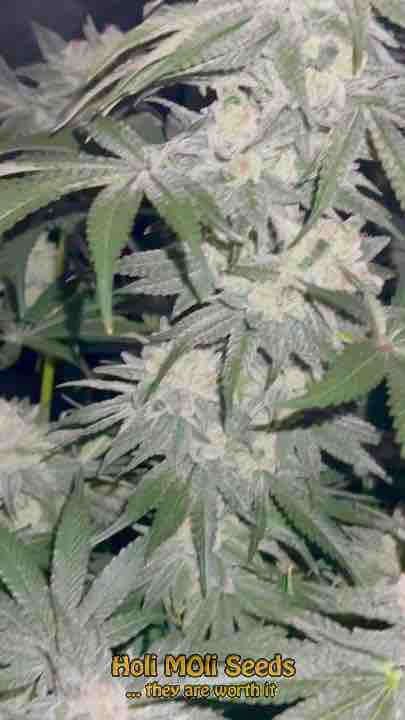 white rhino cannabis pics