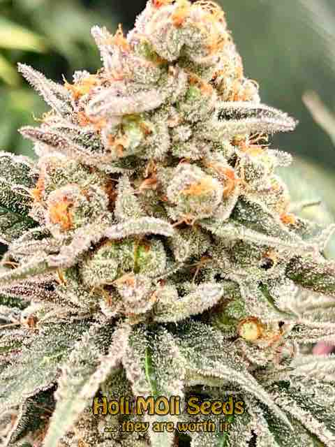 white rhino cannabis pics