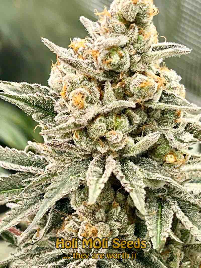 white rhino cannabis pics