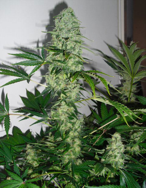 white russian cannabis pics