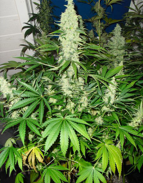 white russian cannabis pics