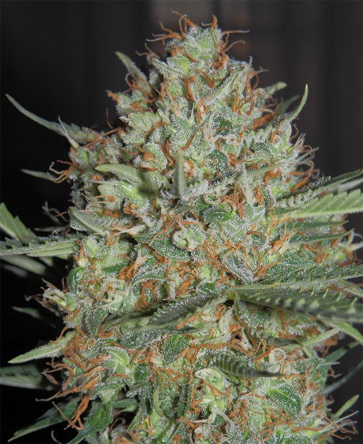 white widow autoflower cannabis pics