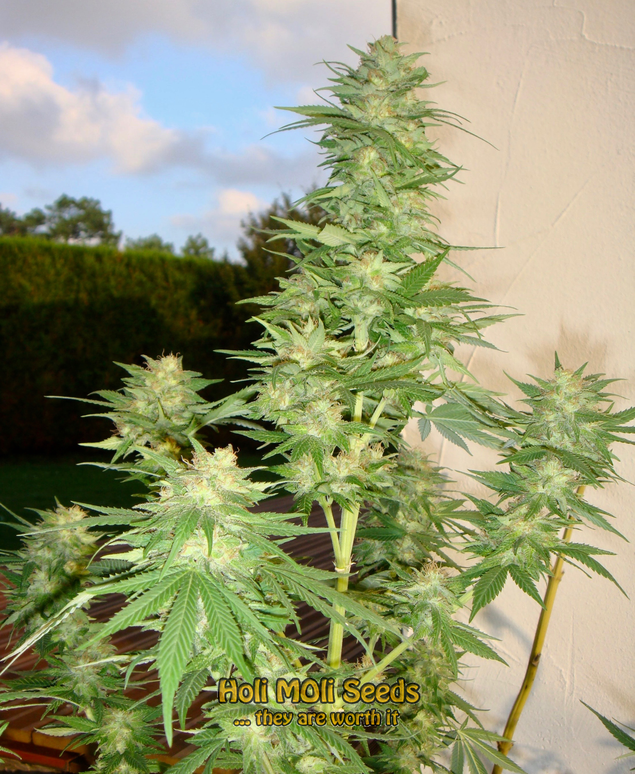 wild thai cannabis pics