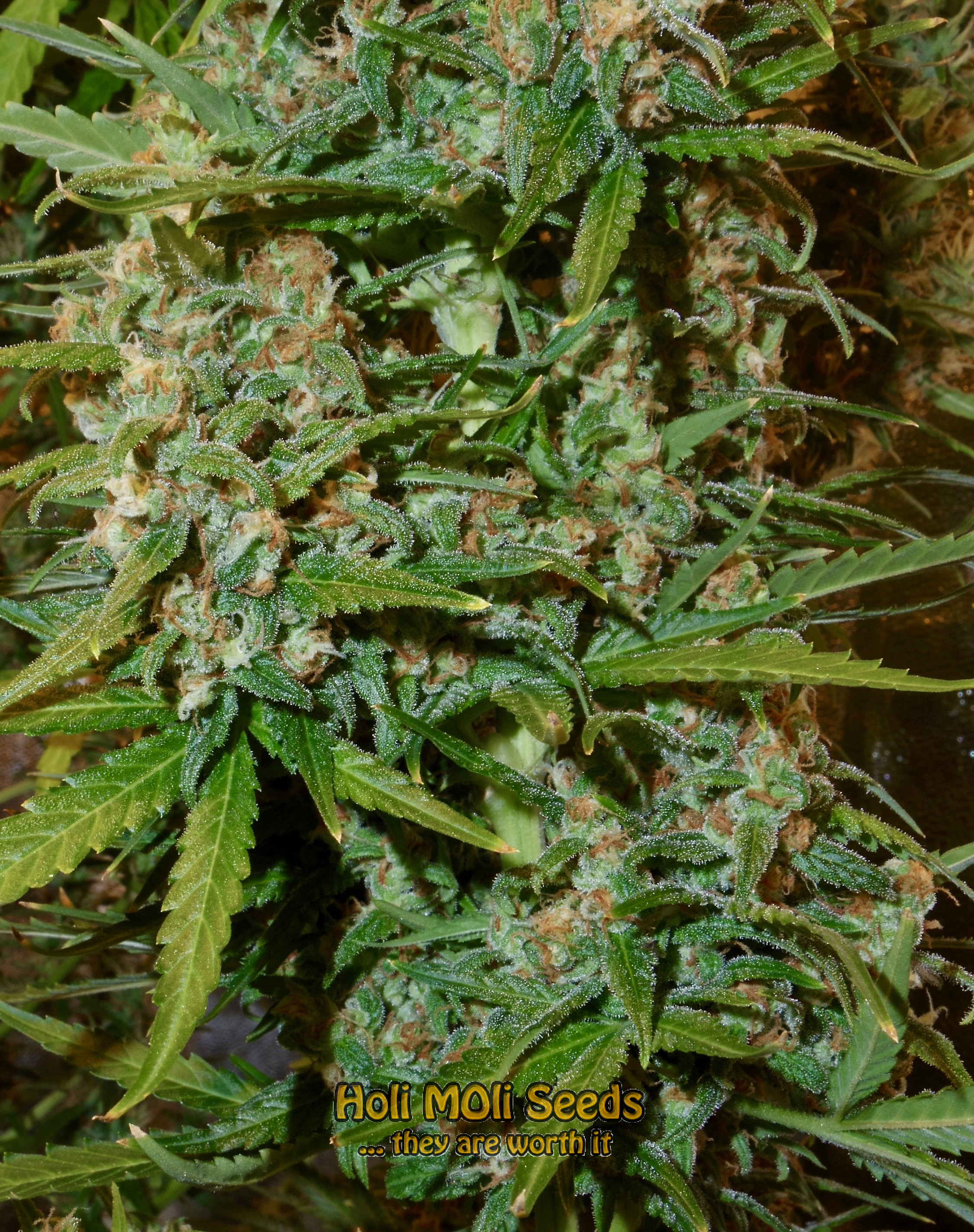 wild thai cannabis pics