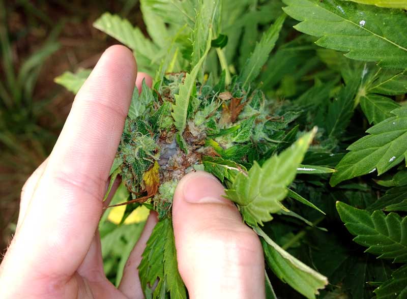 what-does-bud-rot-look-like-on-marijuana-plants-kill-bud-rot