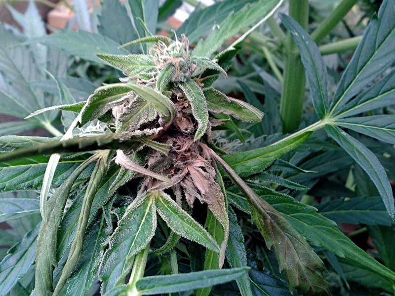 what-does-bud-rot-look-like-on-marijuana-plants-kill-bud-rot