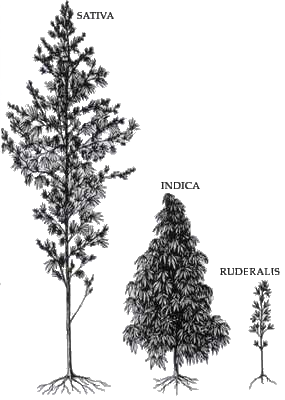 various cannabis