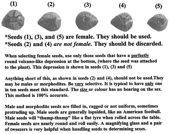 cannabis seeds for sexing