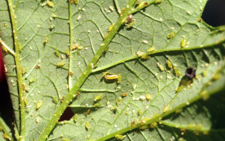 Aphid Midge - Beneficial insects for Marijuana Plants