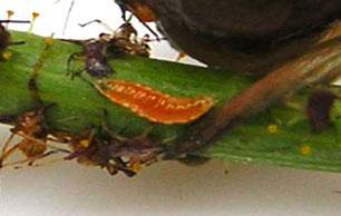 Aphids-Midge5