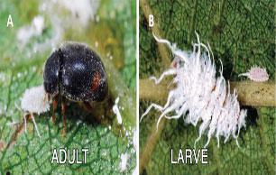 Mealybug Destroyers2