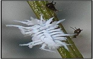 Mealybug Destroyers3