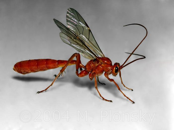 https://holimoli.com/growing/insects/beneficial-insects/parasitic-wasps/parasitic-wasps4.jpg