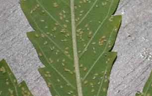 Aphid4