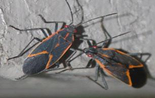 Box-Elder-Bug