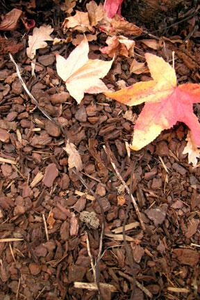 Bark mulch