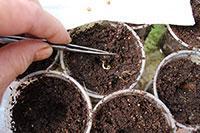 placing seedling in hole