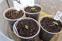 sprouted cannabis plants