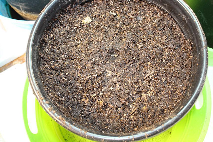 Germinating Cannabis Seeds - How to Grow Marijuana | Holi Moli Seeds