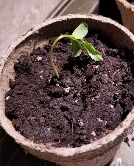 photo of damping-off feminized cannabis bud