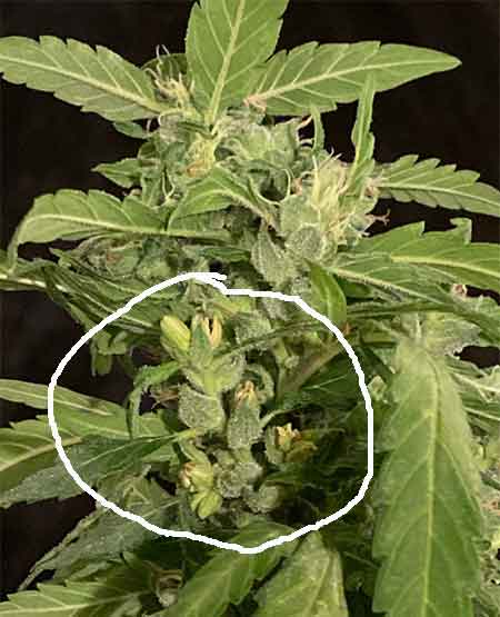 photo of hermies feminized cannabis bud