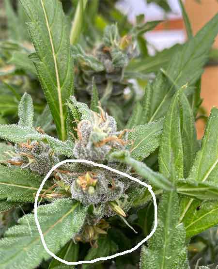 Hermaphrodite Cannabis - Marijuana, Cannabis