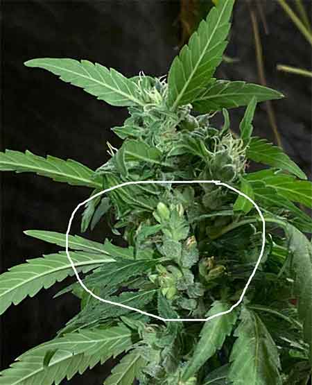 photo of hermies feminized cannabis bud