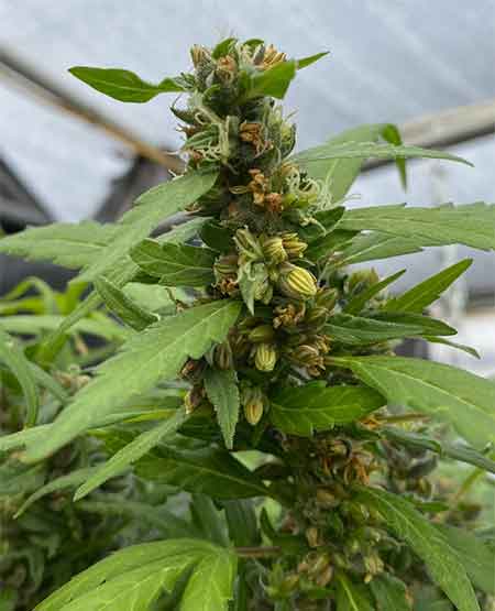 photo of hermies feminized cannabis bud