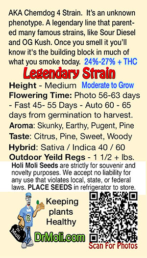 chemdawg reg holi moli card pic back