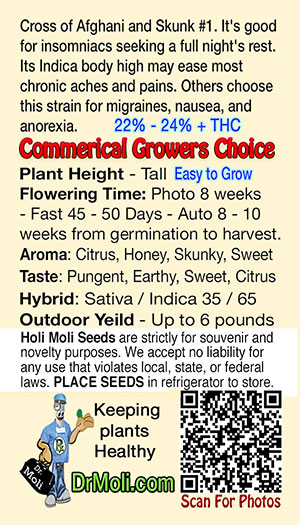 critical mass cbd holi moli card pic back