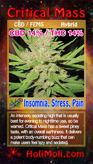 critical mass cbd holi moli card pic front