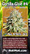 gorilla glue 4 holi moli marijuana card
