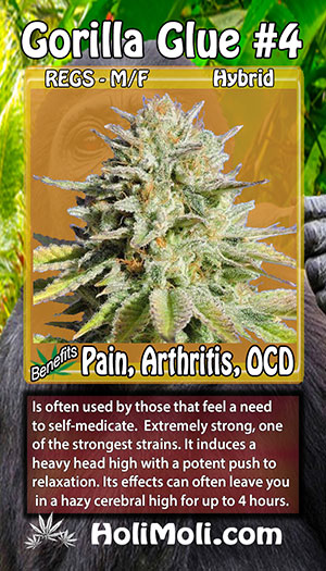 gorilla glue reg holi moli card pic front