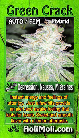 green crack auto holi moli card pic front